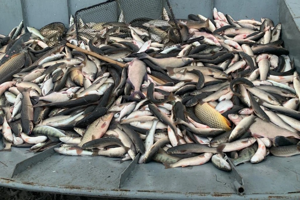 Богатый незаконный улов изъяли у браконьеров при выгрузке на берегу. Фото: УФСБ по Ростовской области.