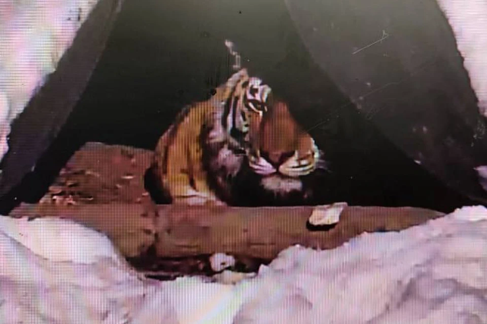 Тигрица, которую отловили в Хабаровском крае 2 марта, постепенно возвращает физическую форму
