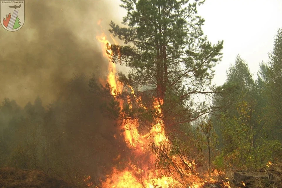В Тверской области начинает гореть сухая трава. Фото: КГАУ "Лесопожарный центр"