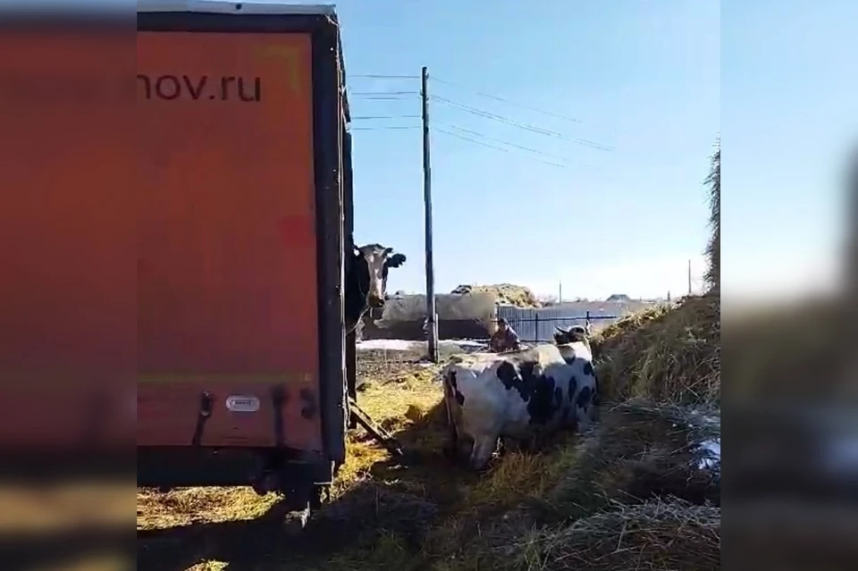 У одного животного выявили бруцеллез, а у двух – лейкоз. Фото: Россельхознадзор по Оренбургской области