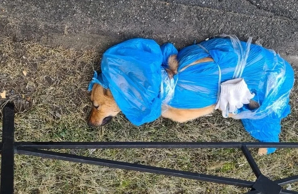 Замотанного в полиэтилен мертвого питомца нашли активисты. Фото: vk.com/fondseverniymedved