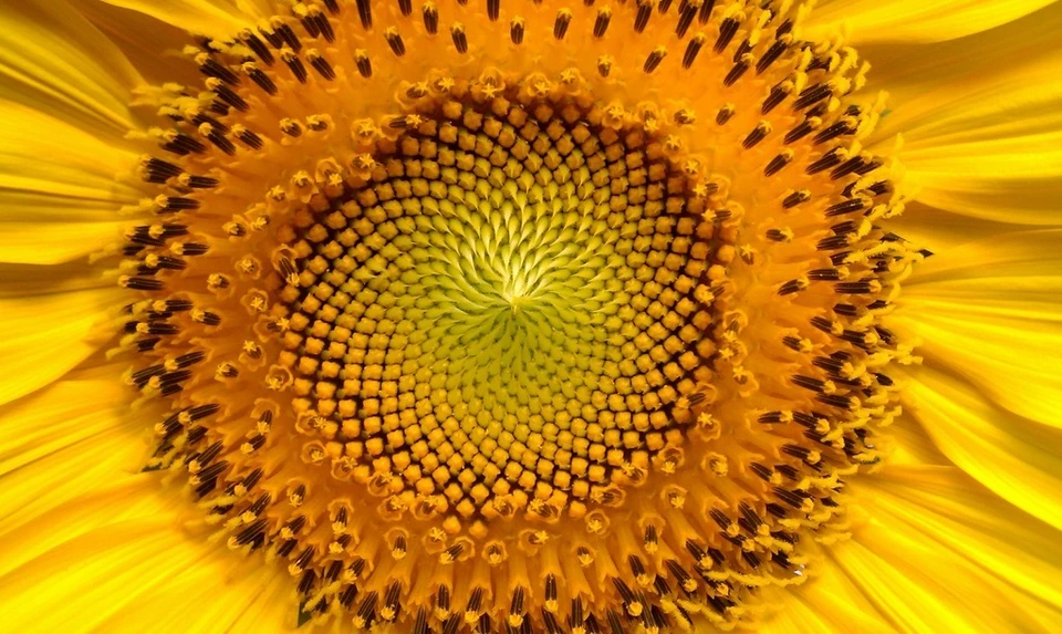 Фото: pexels.com