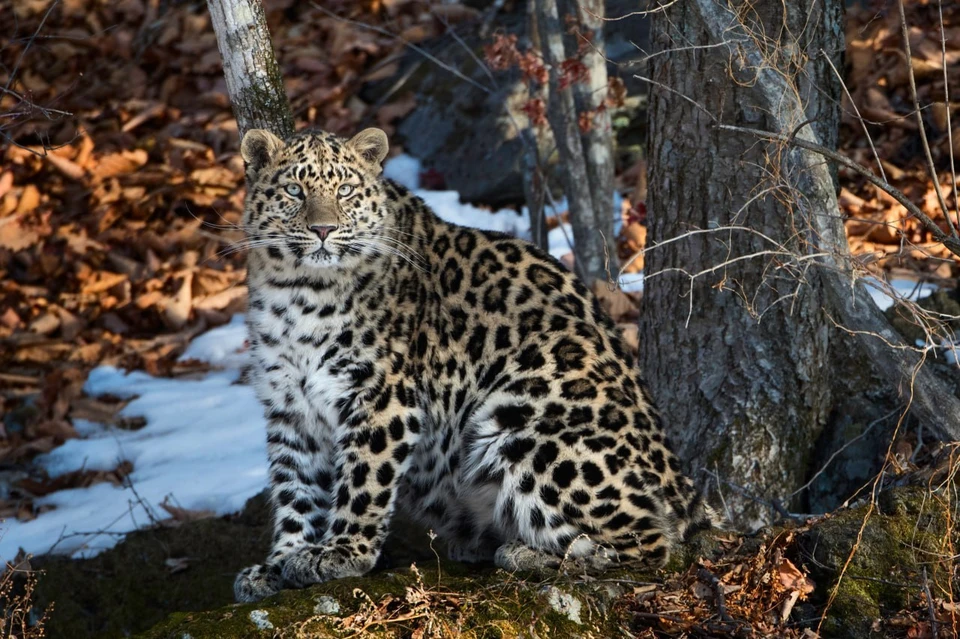 Дальневосточного леопарда едва не истребили полностью. Фото: Николай Зиновьев // Национальный парк «Земля леопарда»