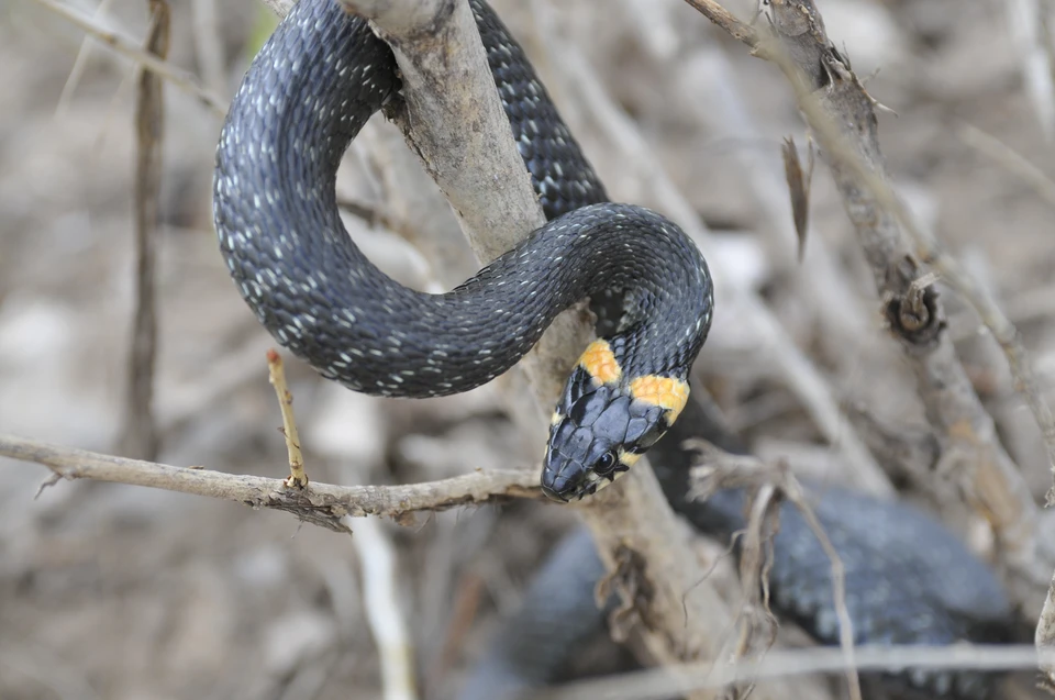 В Волгоградской области раньше времени повылезали змеи