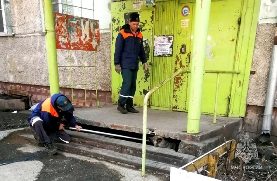 Дворовую собаку спасли в Биробиджане
