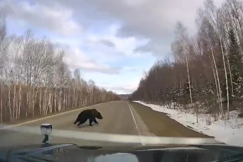 белые медведи бегут за камазом видео