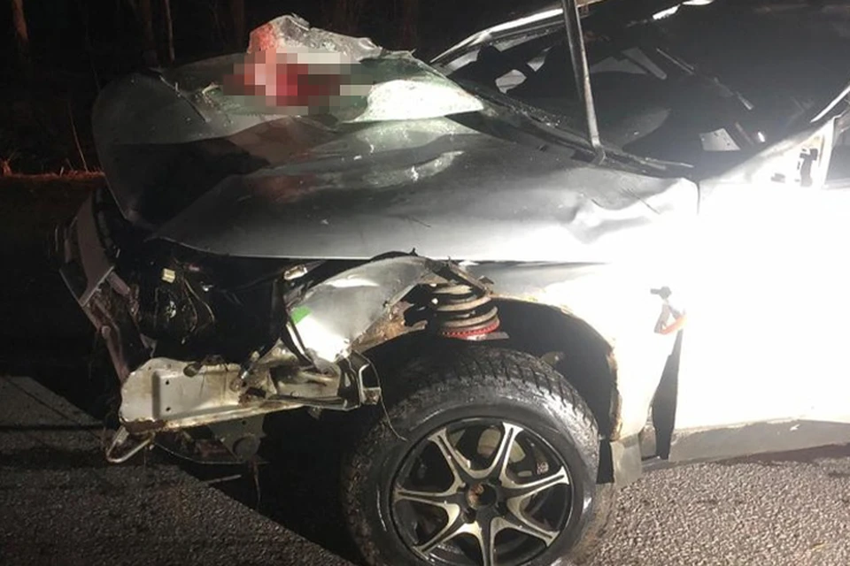 Автомобиль наехал на лося, водитель погиб Фото: УГИБДД России по Тверской области