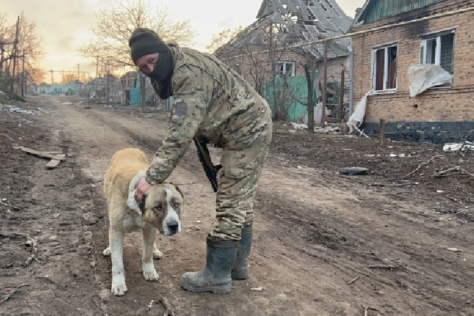 Люди нередко просят вывезти вместе с ними их домашних питомцев