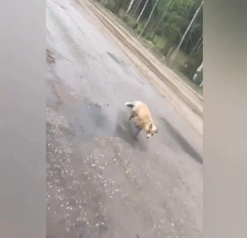 Лиса устроила погоню за грузовиком с курами в Нижегородской области. Фото: телеграм-канал "Нижний Новгород. Без цензуры"