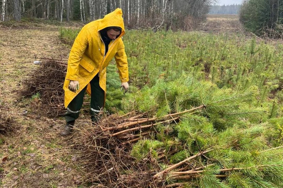 Высадка деревьев в Ленинградской области. Фото: Правительство Ленинградской области.