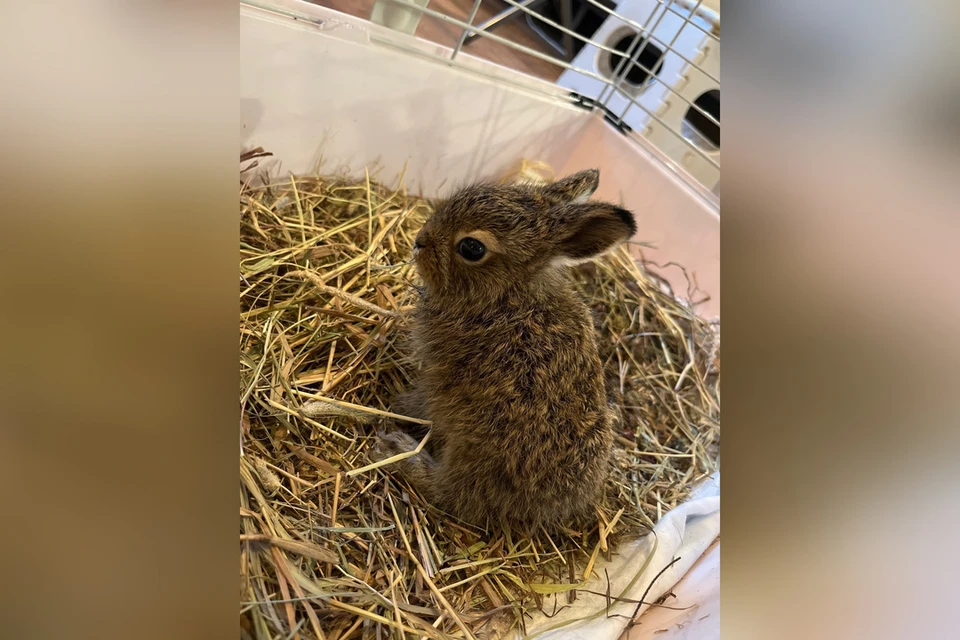 Новосибирцы нашли зайчонка и отдали его в центр реабилитации на дичание. Фото: Центр реабилитации диких животных.