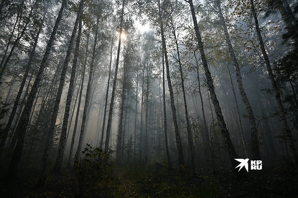 В Свердловской области горят почти сто гектаров леса