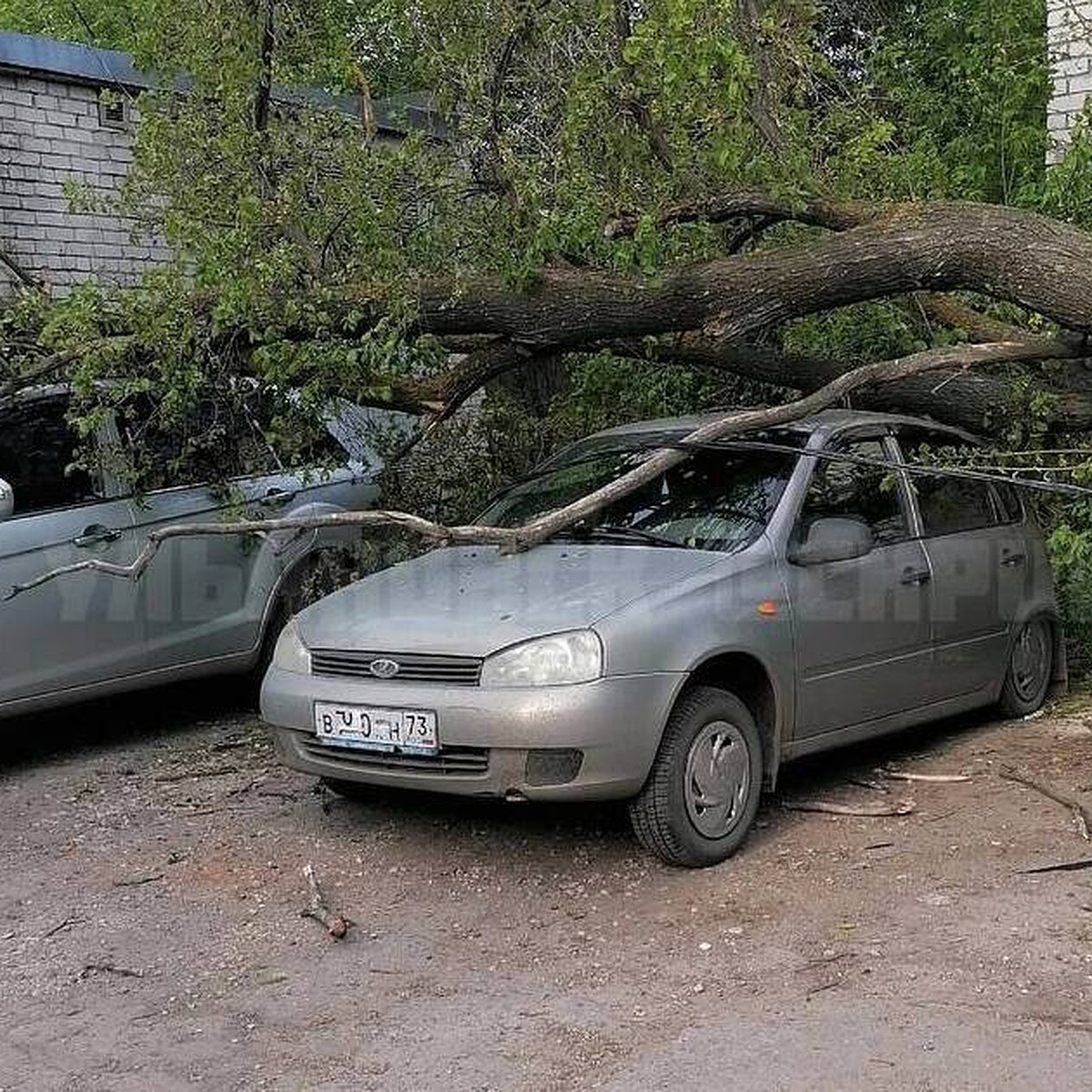 В Ульяновске на Хрустальной в Железнодорожном районе дерево рухнуло на  припаркованные автомобили - KP.RU