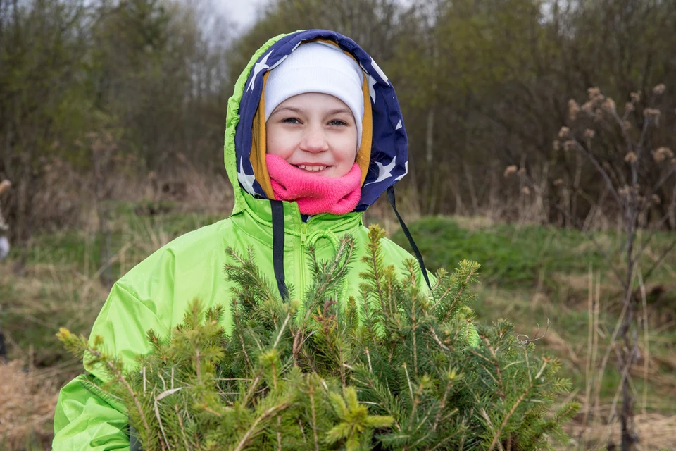 Растим будущее: в Ленобласти высадили полторы тысячи саженцев ели - KP.RU