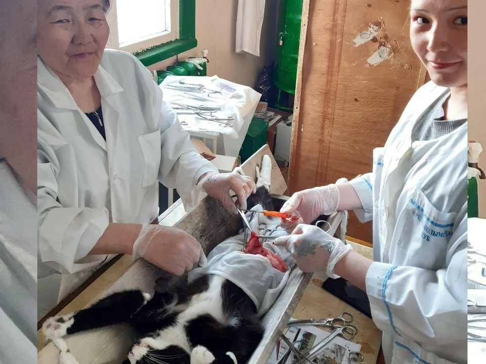 Хирургическая операция по спасению котика в Среднеколымске. Фото: Департамент ветеринарии Якутии
