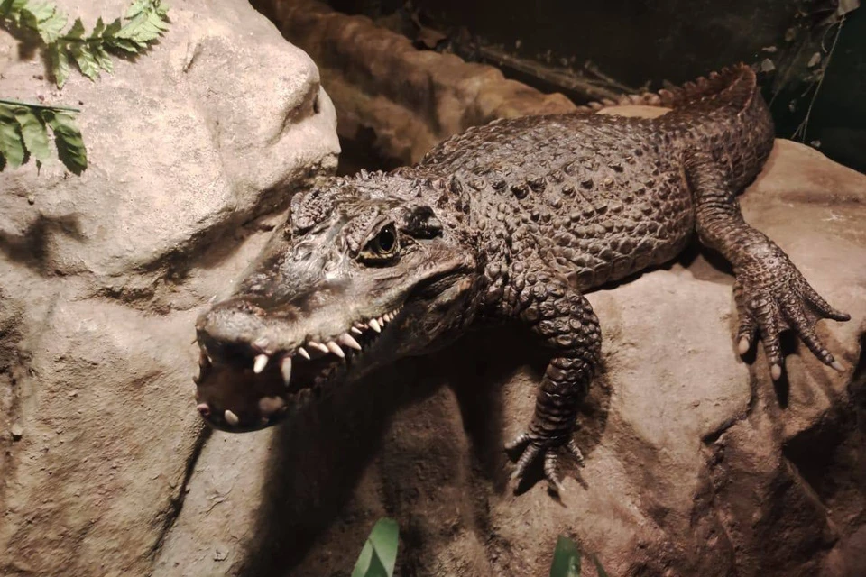 Крокодил содержится в небольшом террариуме