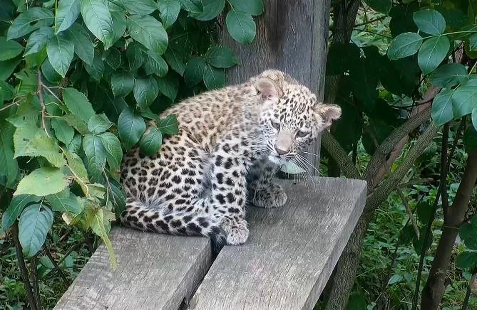 Центре восстановления леопардов на Кавказе хищники полностью вырастают к 2 годам. Фото: t.me/leopardcenter