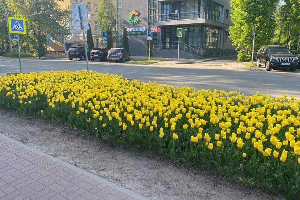 Цветочный салон подарил ярославцам на День города клумбу с тюльпанами. ФОТО: предоставлено салоном