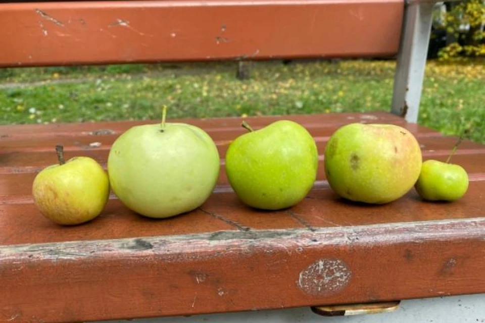 В Бурятии изъяли и уничтожили почти 40 килограммов контрабандных яблок