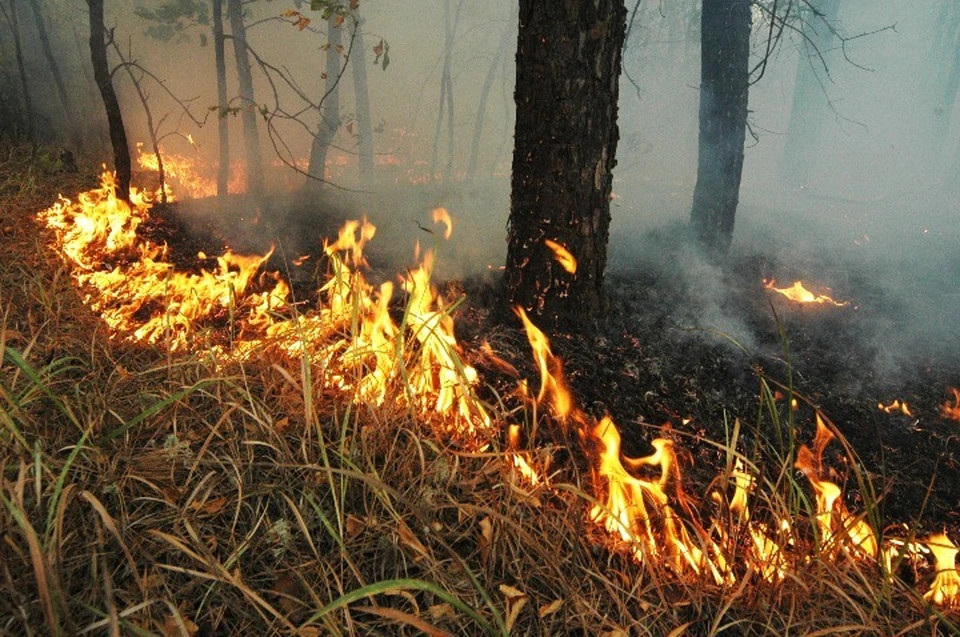 В ярославских лесах установят 35 камер видеонаблюдения для мониторинга лесных пожаров.