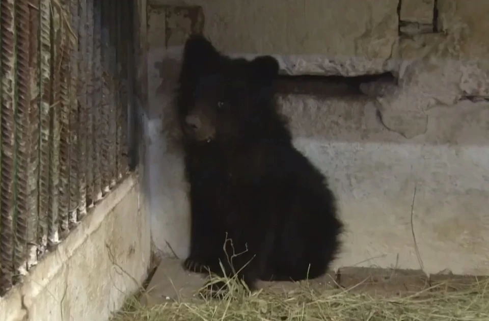 Осиротевшего медвежонка спасли и привезли в абаканский зоопарк. Фото: скриншот видео Минприроды Хакасии
