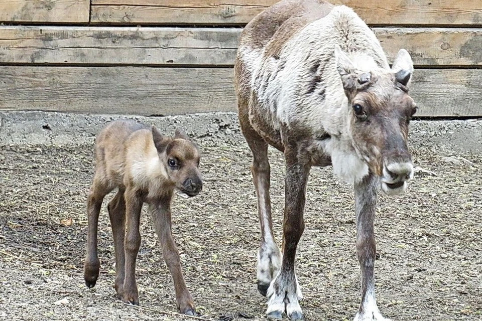У северных оленей из Новосибирского зоопарка родились двое детенышей. Фото: Анна НОВИКОВА
