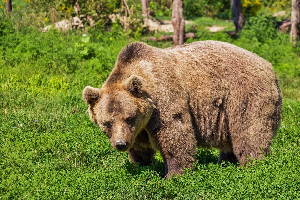 Медведь не боялся людей и искал себе пропитание. Фото: pixabay.com
