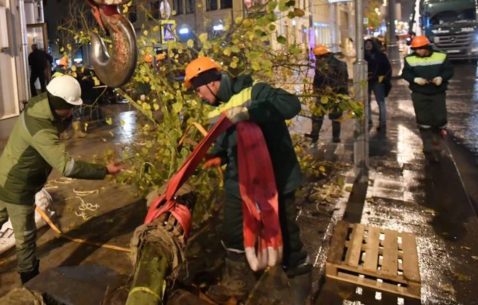 Городские власти обещают посадить в ходе строительства дублера Московского проспекта сотни деревьев и кустарников.