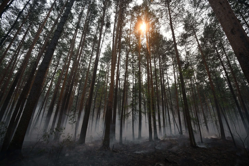 С начала сезона в Томской области потушили 28 лесных пожаров