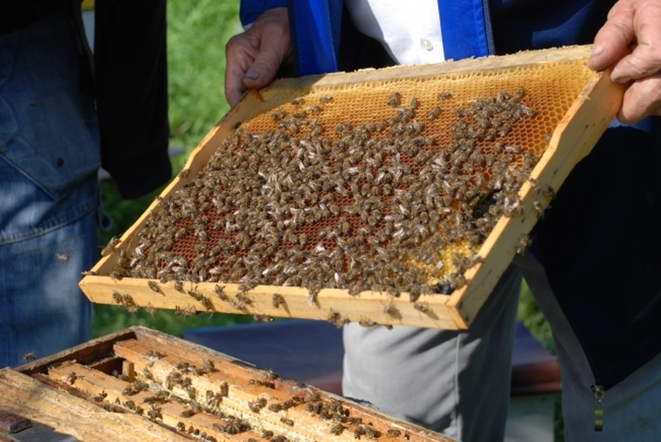 Спрос на мед пока небольшой