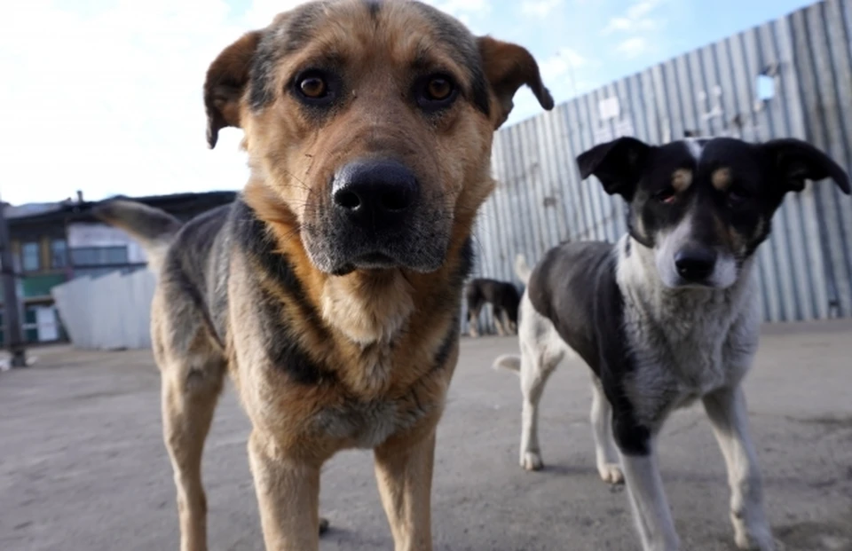 Глава Нижнего Новгорода Юрий Шалабаев высказался об эвтаназии безнадзорных собак