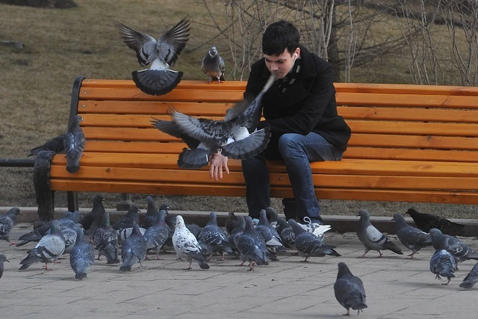 В Костромской области выявлены три случая гриппа птиц.