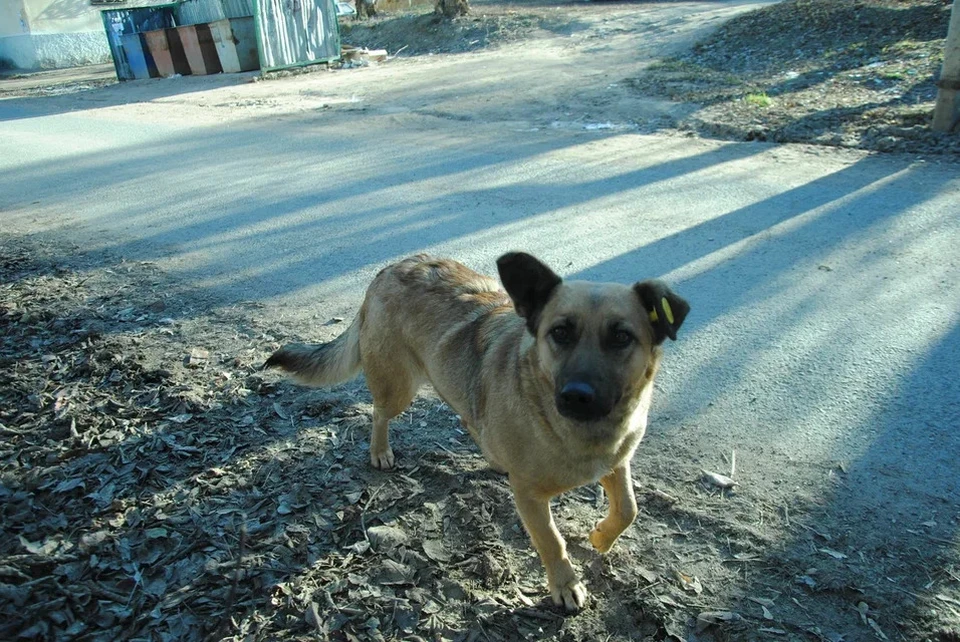 Об изменениях в законе по обращению с бездомными животными заговорили после трагедии в Оренбурге. Фото: Елена Шкатова
