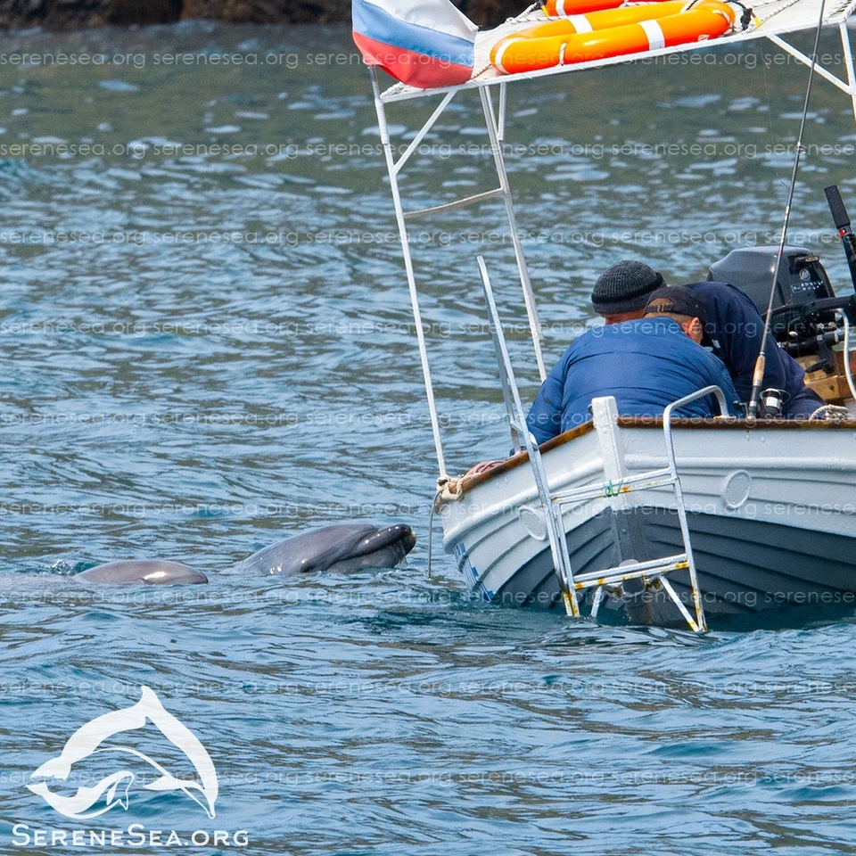 В Севастополе можно увидеть дельфинов-попрошаек. Фото: Центр реабилитации дельфинов «Безмятежное Море»/VK