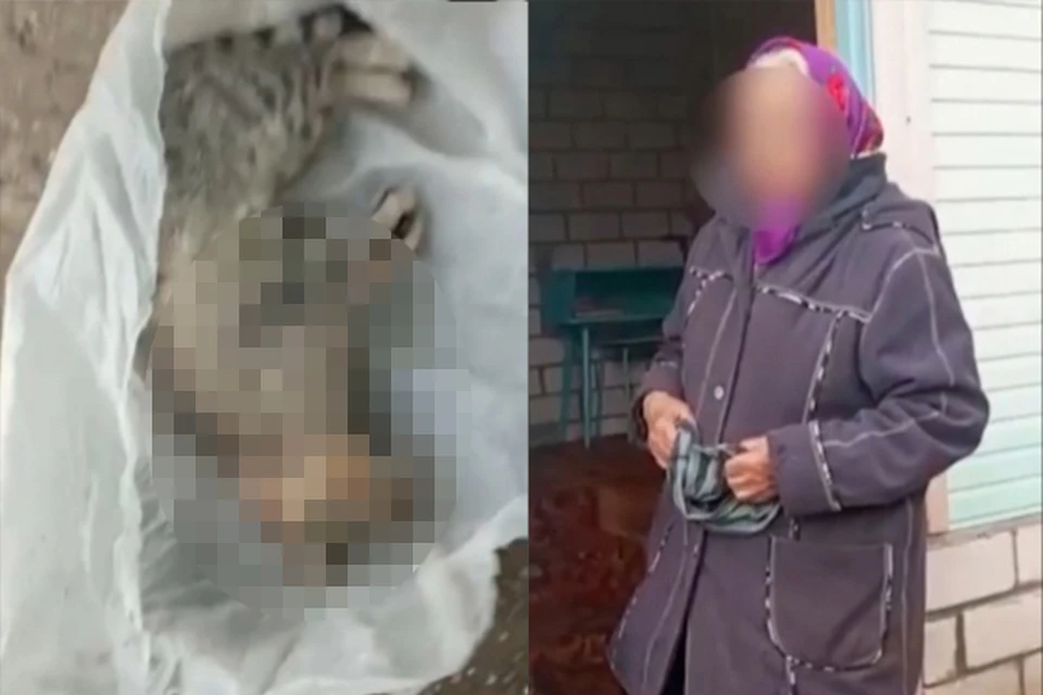 Женщина показала, как задушила тряпкой соседского кота Фото: vk.com/tver_helpanimals