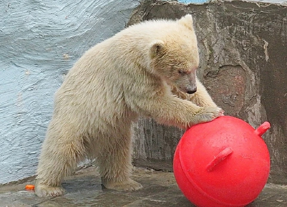 Медвежата играли с мячом у бассейна.
