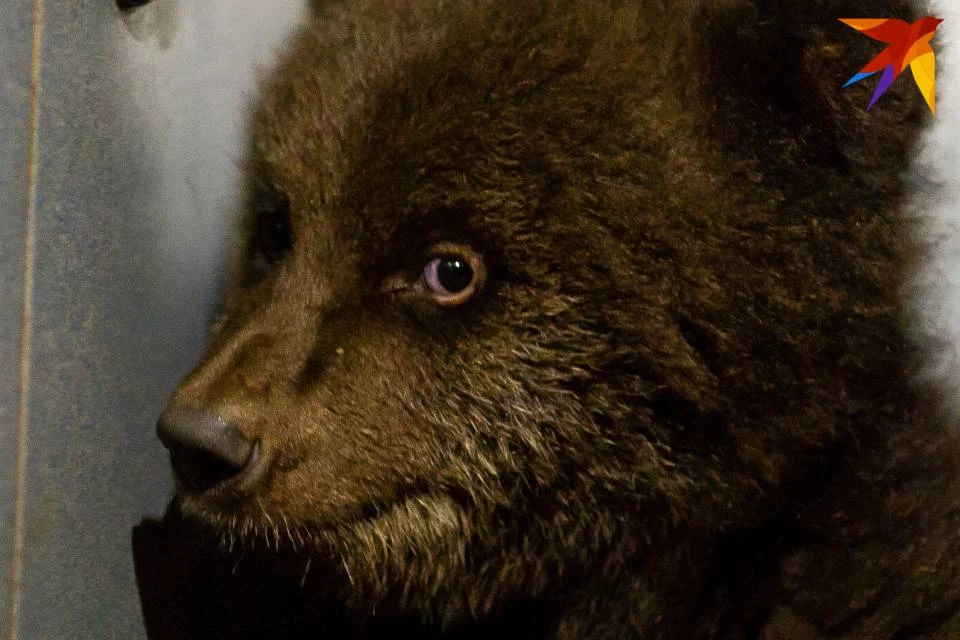 Мурманчанин заявил, что видел медведя вблизи жилых домов.