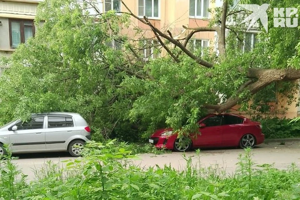 В центре Рязани дерево рухнуло на припаркованные во дворе автомобили.