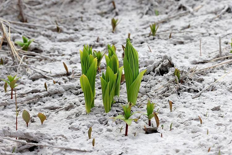Пепельная весна: на Камчатке растения пробиваются сквозь вулканический снег