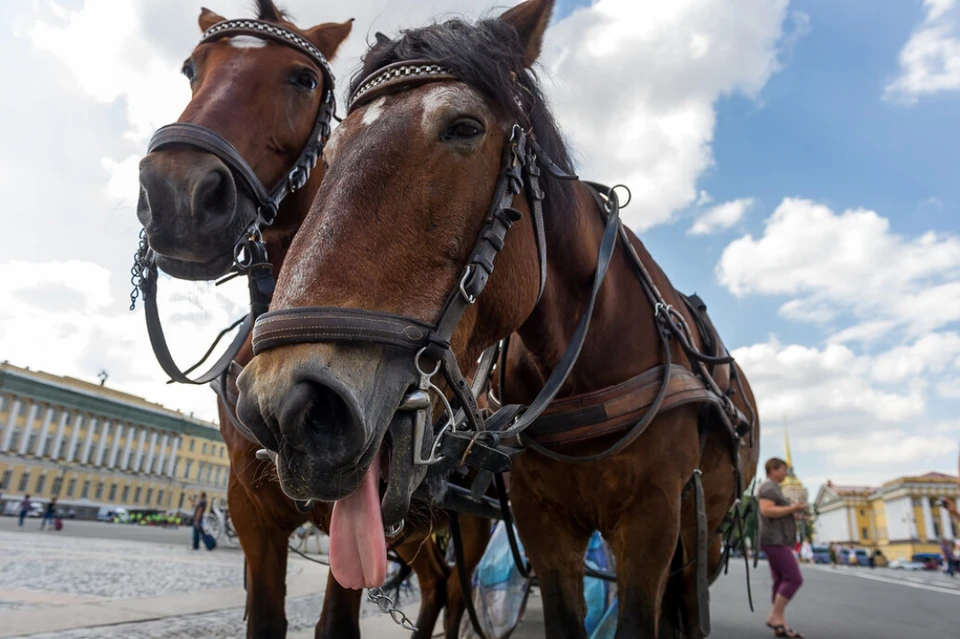 На Дворцовой площади все еще в силе запрет на кареты и лошади.