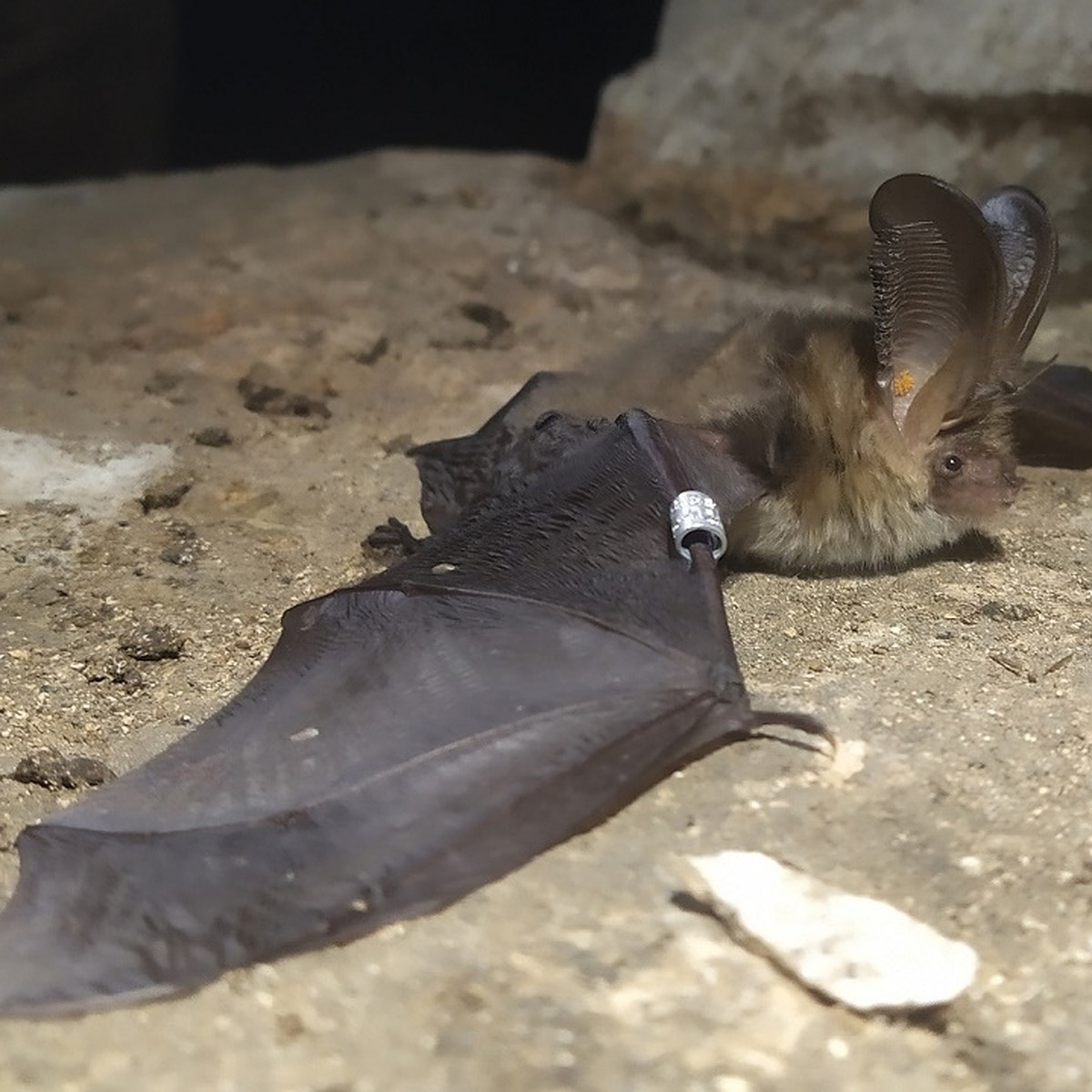 Как избавиться от летучих мышей, живущих под крышей