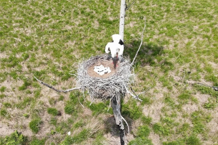 Выбрасывают птенцов из гнезд: лесные пожары сделали невыносимой жизнь редких дальневосточных аистов в Хабаровском крае