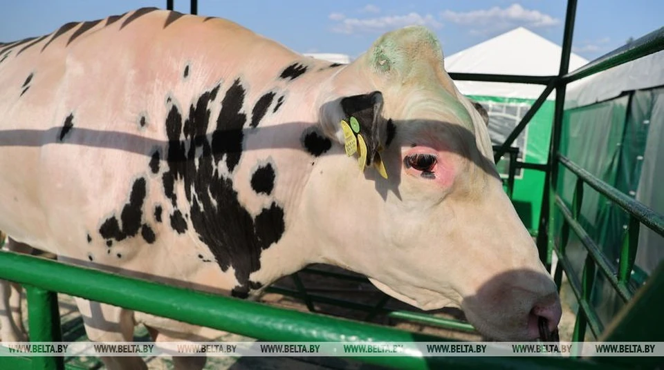 В Беларуси показали 4-летнего быка Кессона, который произвел почти 1 тысячу коров. Фото: БелТА
