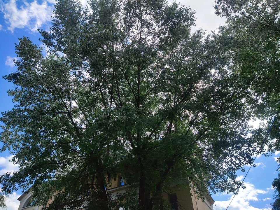 Жары пока не будет.