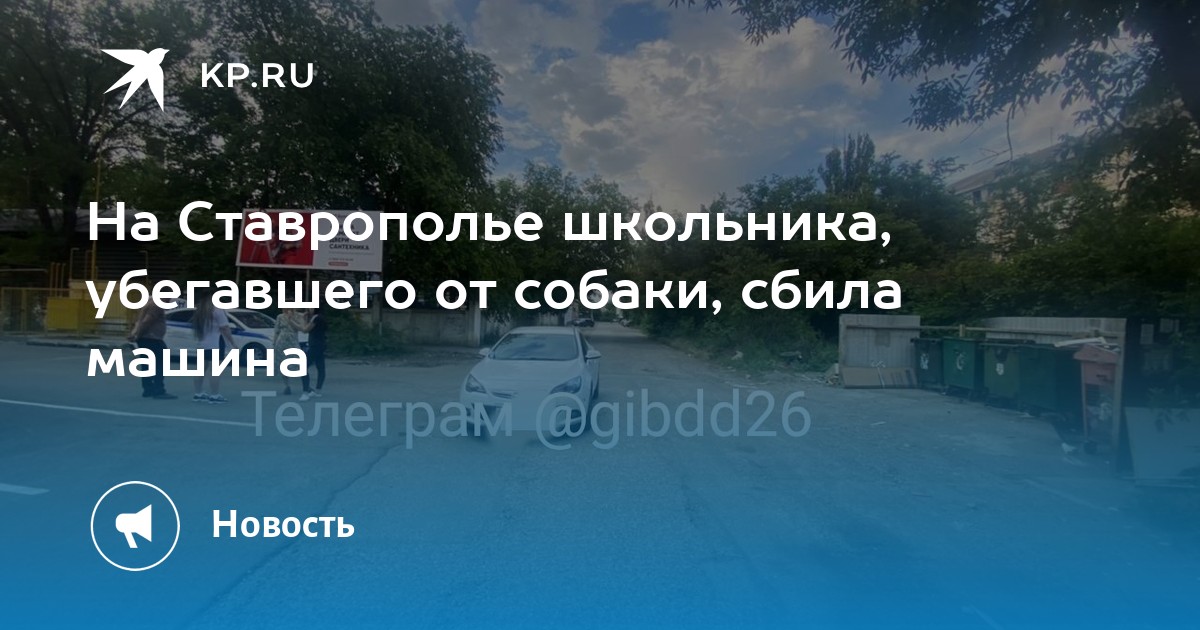 Сбил собаку дтп или нет