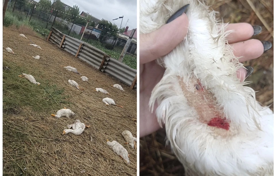 фото предоставлено владельцами погибших птиц