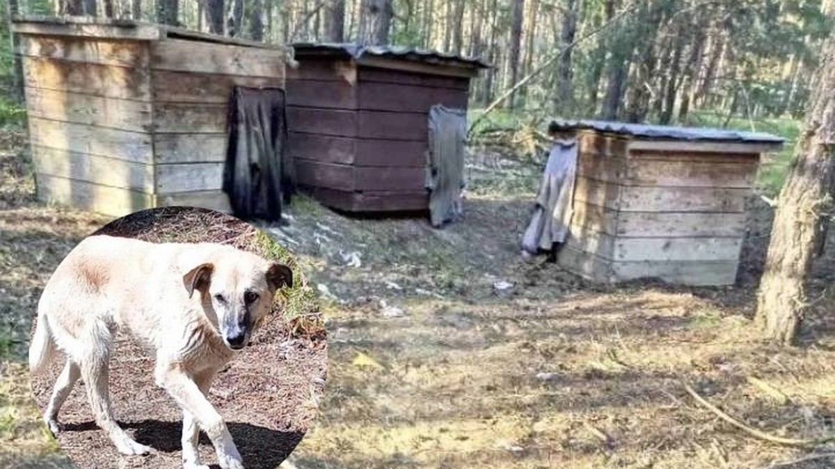 «Были тощие и ни на шаг не отходили»: Трех собак с будками бросили умирать  в лесу на окраине Нижнего Новгорода - KP.RU