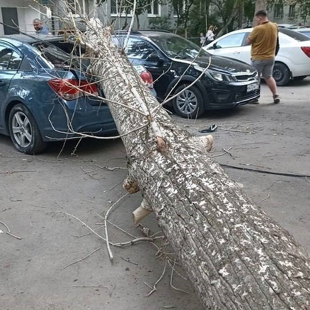 В Оренбурге на улице Новой сухое дерево упало на три машины - KP.RU