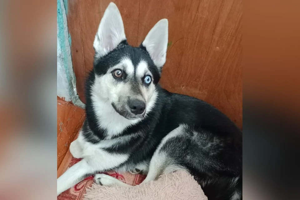 В Новосибирске завершились поиски собаки с разноцветными глазами,  украденной у магазина - KP.RU
