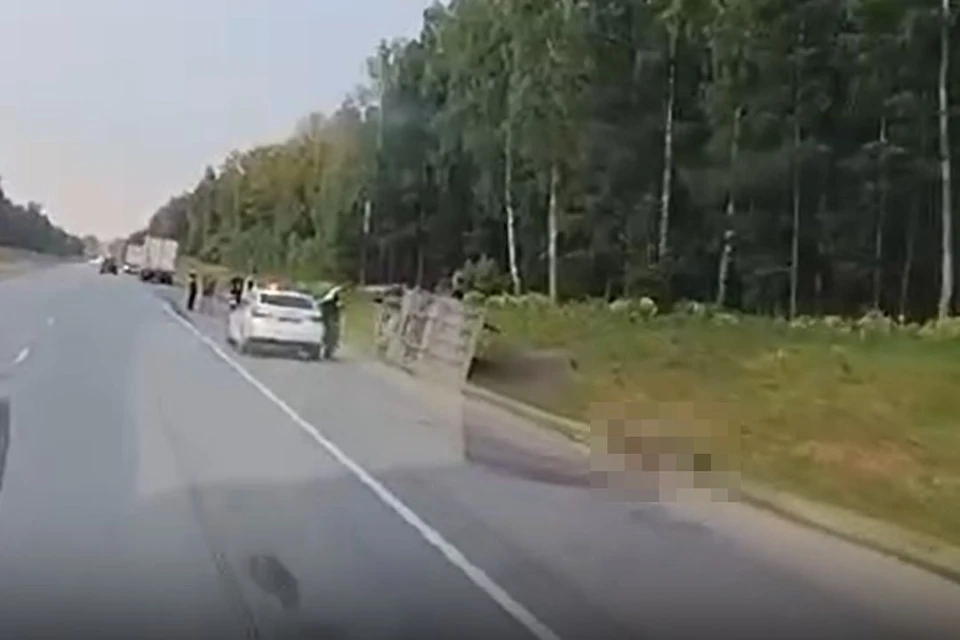 На Северном объезде произошло двойное ДТП с участием лося. Фото: стоп-кадр из видео Минприроды НСО